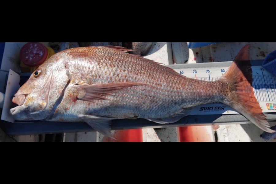 Geoff Preston caught this 90.0cm Snapper at Taranaki during The Export NZ Fishing Competition