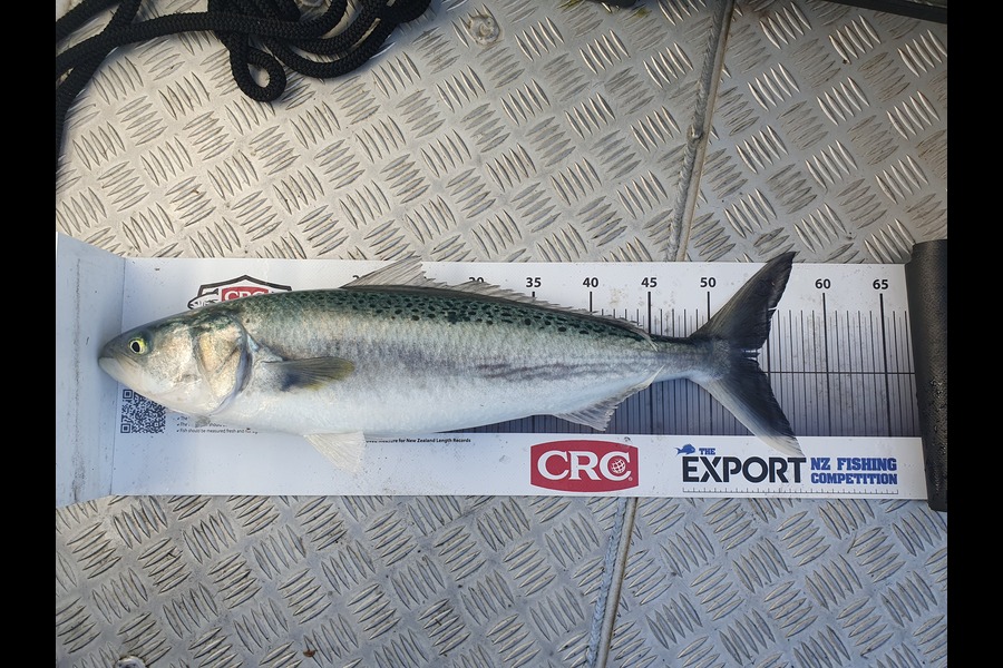 James Bailey caught this 54.0cm Kahawai at Bay of Plenty during The Export NZ Fishing Competition