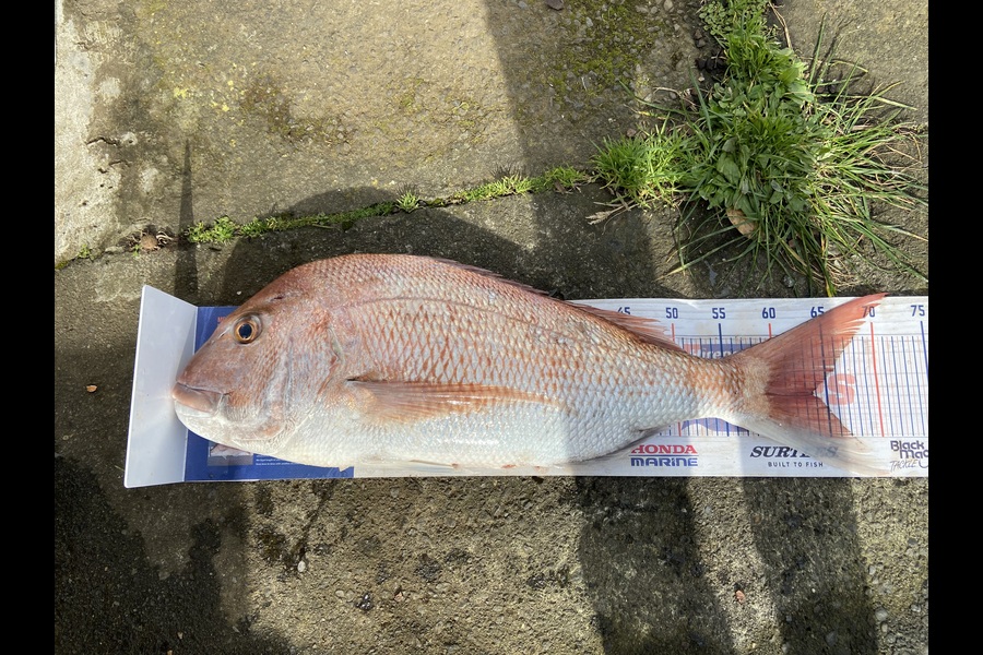 Marshall Wells caught this 63.5cm Snapper at Taranaki during The Export NZ Fishing Competition