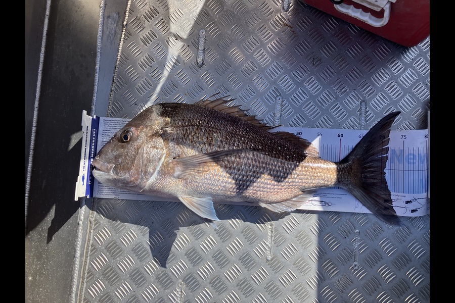 Nick Wild caught this 70.0cm Snapper at Auckland during The Export NZ Fishing Competition