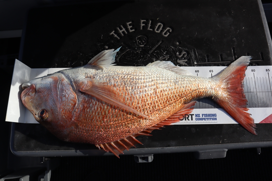 Mark Cotton caught this 75.5cm Snapper at Nelson/Marlborough during The Export NZ Fishing Competition