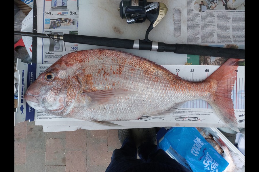 Marieke Bavelaar caught this 68.0cm Snapper at Auckland during The Export NZ Fishing Competition