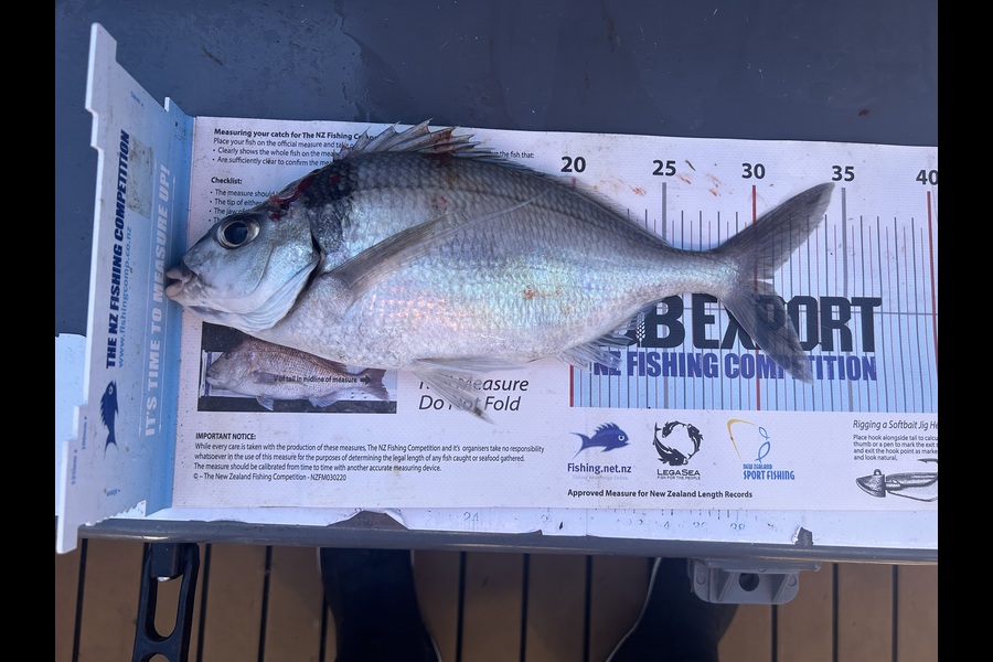 Greg Kendrick caught this 31.0cm Tarakihi at Bay of Plenty during The Export NZ Fishing Competition