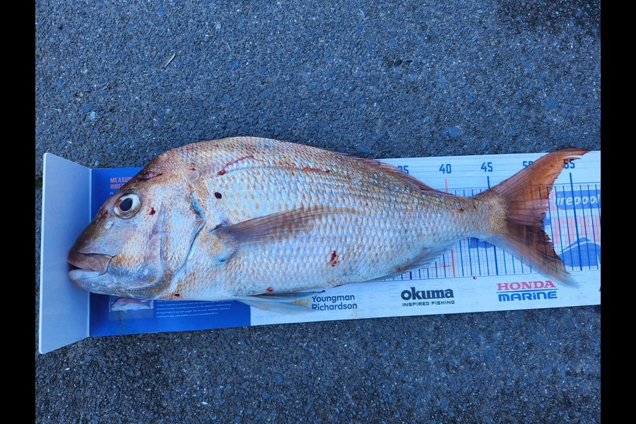 Kelvin Beere caught this 51.0cm Snapper at Auckland during The Export NZ Fishing Competition