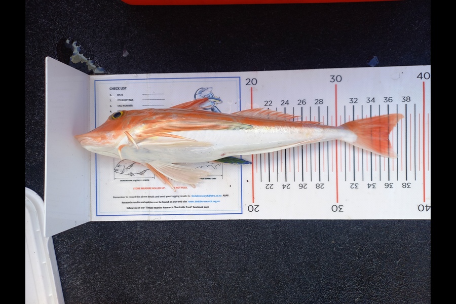 Andrew Tohu caught this 36.0cm Gurnard at Northland during The Export NZ Fishing Competition