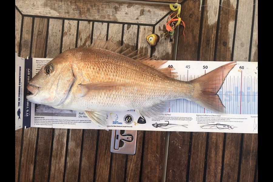 Andrew Froome caught this 53.0cm Snapper at Auckland during The Export NZ Fishing Competition