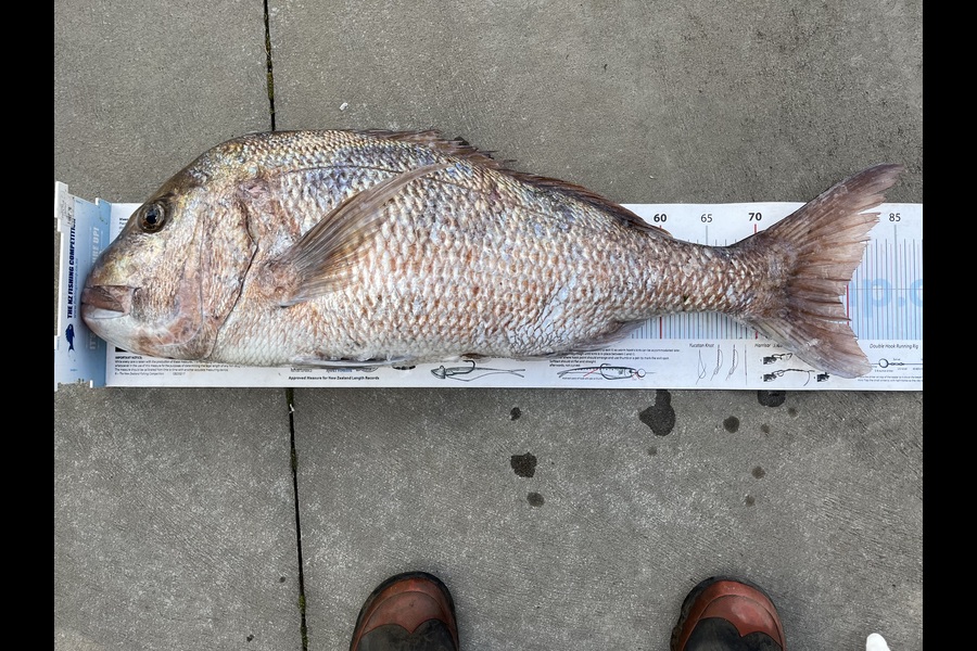 David Croucher caught this 79.0cm Snapper at Northland during The Export NZ Fishing Competition