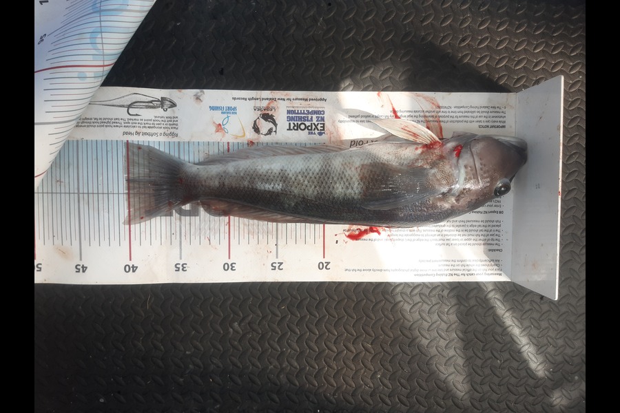 Mike Savage  caught this 40.0cm Blue Cod at Nelson/Marlborough during The Export NZ Fishing Competition