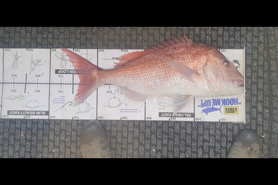 Miles Lawrie caught this 67.0cm Snapper at Auckland during The Export NZ Fishing Competition