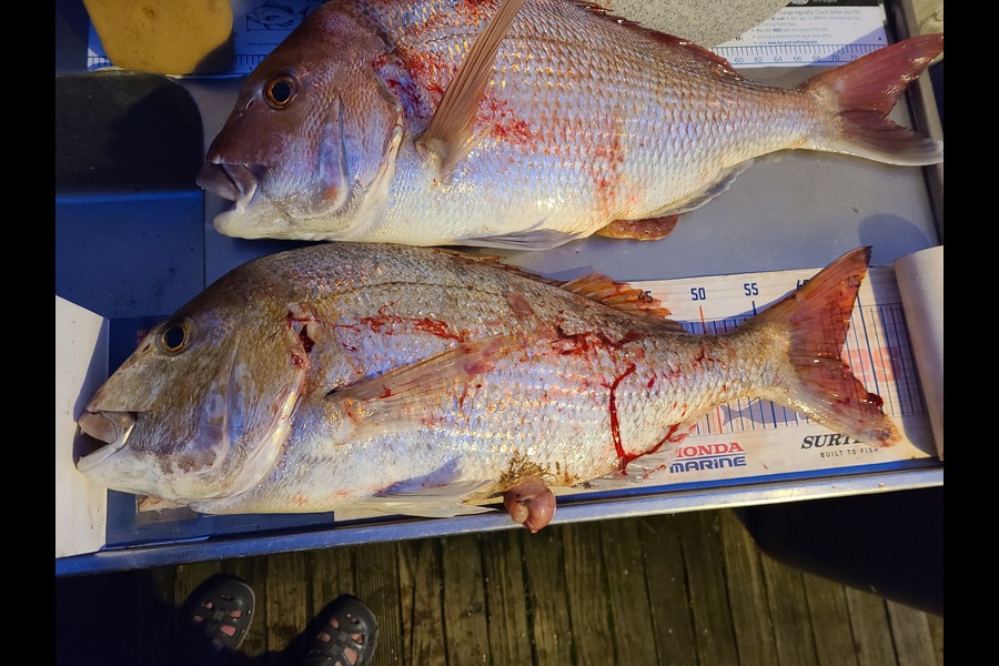 Jordan Boyd caught this 62.0cm Snapper at Wellington during The Export NZ Fishing Competition