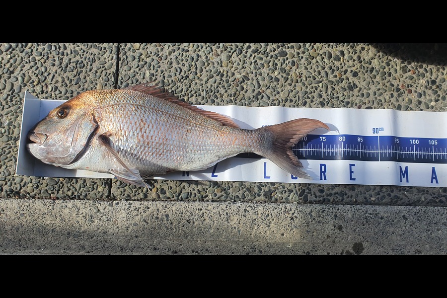 Trent Lee caught this 66.5cm Snapper at Auckland during The Export NZ Fishing Competition