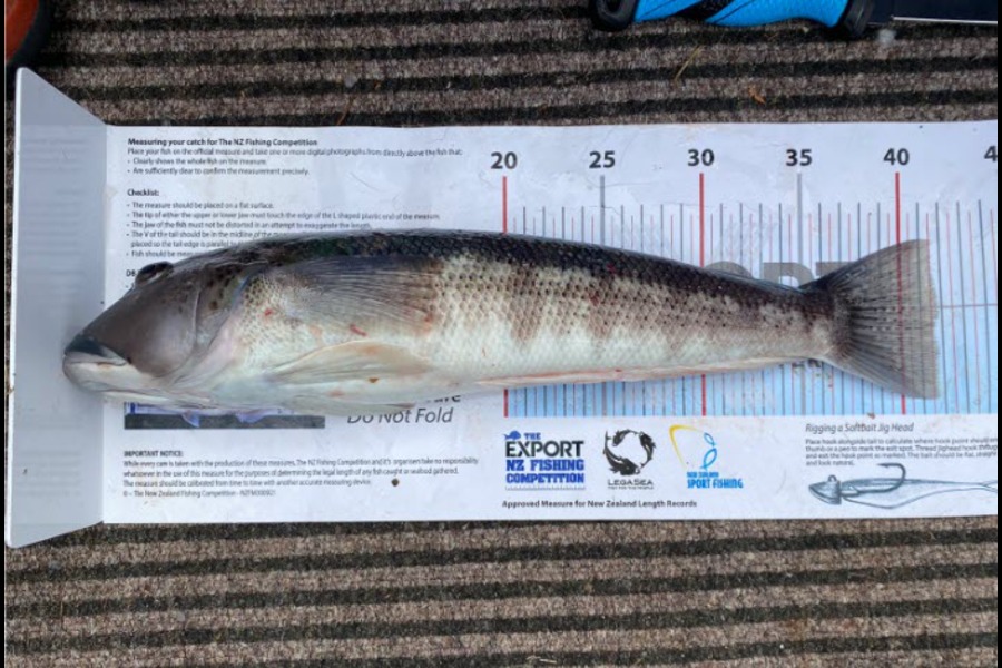 Tom Rush caught this 41.5cm Blue Cod at Nelson/Marlborough during The Export NZ Fishing Competition