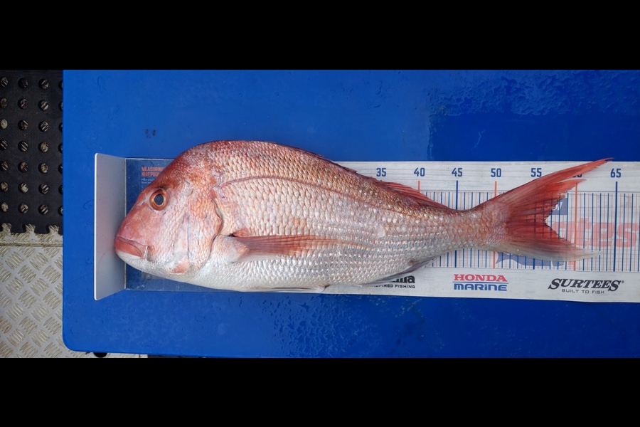 Barry  Howard caught this 56.0cm Snapper at Auckland during The Export NZ Fishing Competition