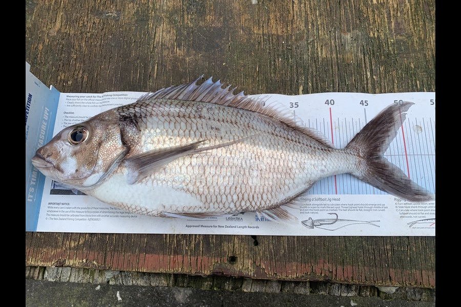 Matt  King  caught this 46.5cm Tarakihi at Hawkes Bay during The Export NZ Fishing Competition
