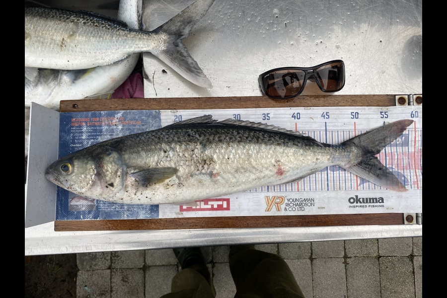 Mark Ray caught this 53.0cm Kahawai at Bay of Plenty during The Export NZ Fishing Competition