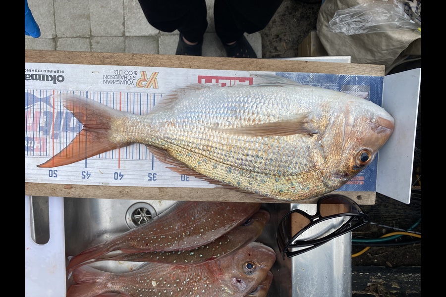 Mark Ray caught this 45.0cm Snapper at Bay of Plenty during The Export NZ Fishing Competition