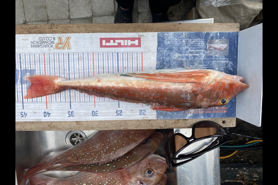 Mark Ray caught this 43.0cm Gurnard at Bay of Plenty during The Export NZ Fishing Competition