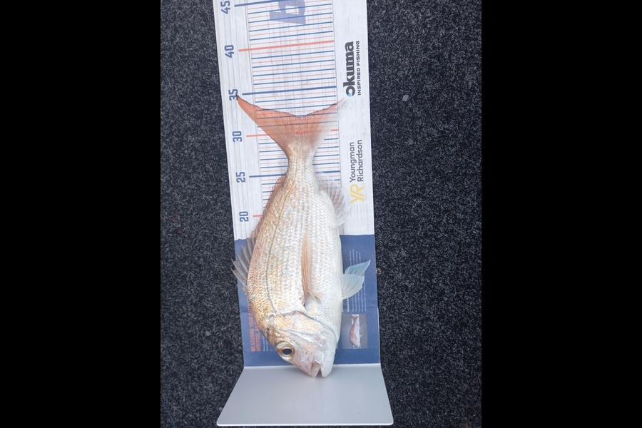 Sandra Dicker caught this 32.0cm Snapper at Auckland during The Export NZ Fishing Competition