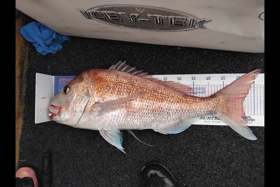 Alex Devine caught this 71.0cm Snapper at Auckland during The Export NZ Fishing Competition