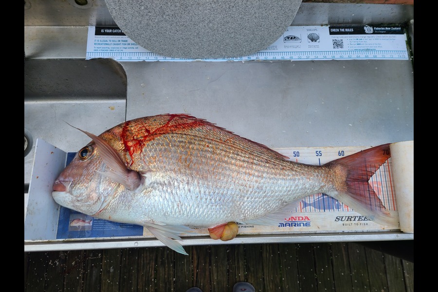 Jordan Boyd caught this 65.0cm Snapper at Wellington during The Export NZ Fishing Competition
