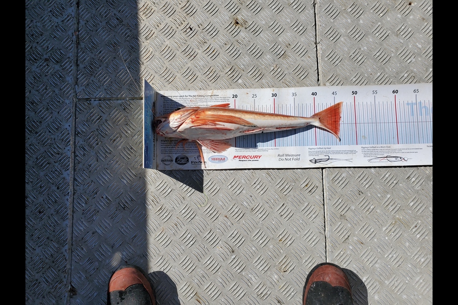 Darren Jones caught this 46.0cm Gurnard at Bay of Plenty during The Export NZ Fishing Competition