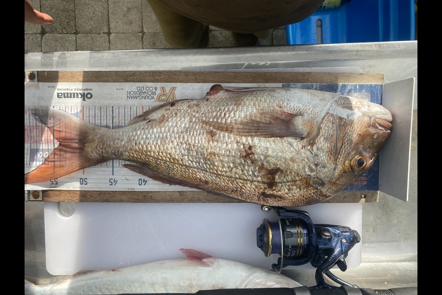 Mark Ray caught this 54.0cm Snapper at Bay of Plenty during The Export NZ Fishing Competition