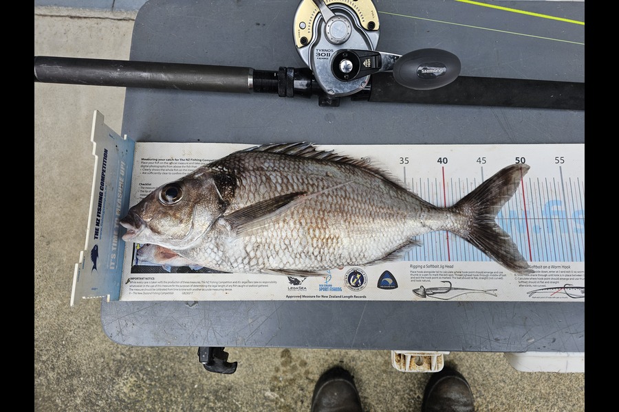 Frank van Vroonhoven caught this 46.0cm Tarakihi at Bay of Plenty during The Export NZ Fishing Competition