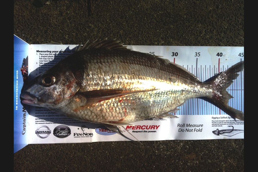 John Ra caught this 41.5cm Tarakihi at Little Barrier during The Export NZ Fishing Competition