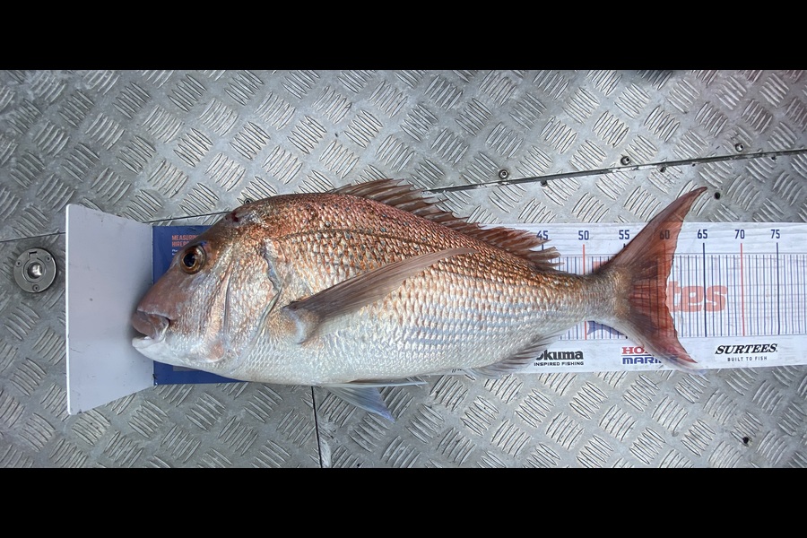 Julien Fevrier caught this 60.0cm Snapper at Bay of Plenty during The Export NZ Fishing Competition