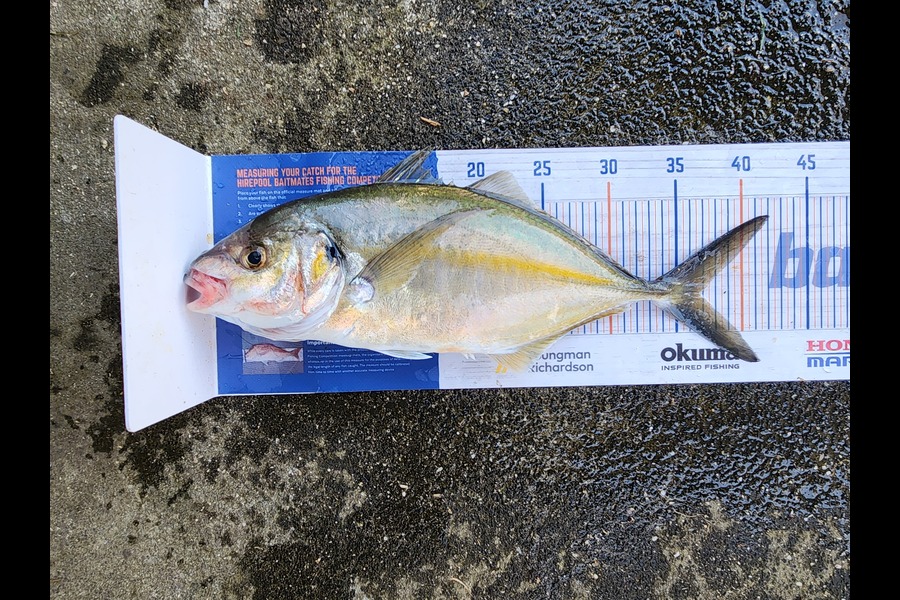 Cory Piggales caught this 36.5cm Trevally at Auckland during The Export NZ Fishing Competition