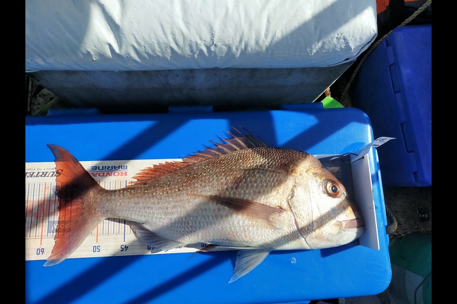 Len Clarke caught this 57.0cm Snapper at Northland during The Export NZ Fishing Competition
