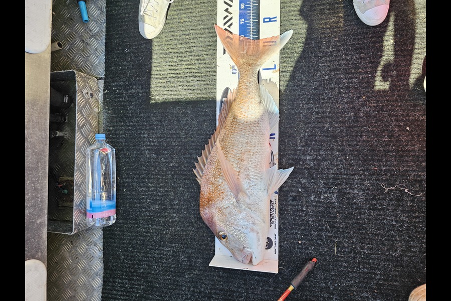 Sam Bray caught this 69.0cm Snapper at Auckland during The Export NZ Fishing Competition