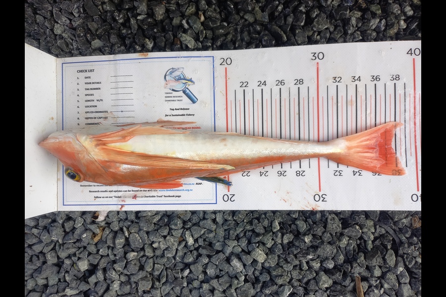 Andrew Tohu caught this 37.5cm Gurnard at Northland during The Export NZ Fishing Competition