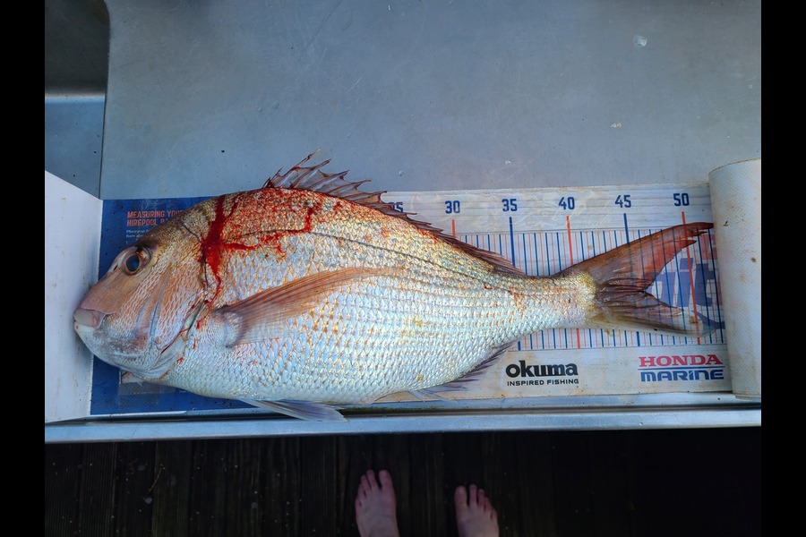 Jordan Boyd caught this 45.5cm Snapper at Wellington during The Export NZ Fishing Competition