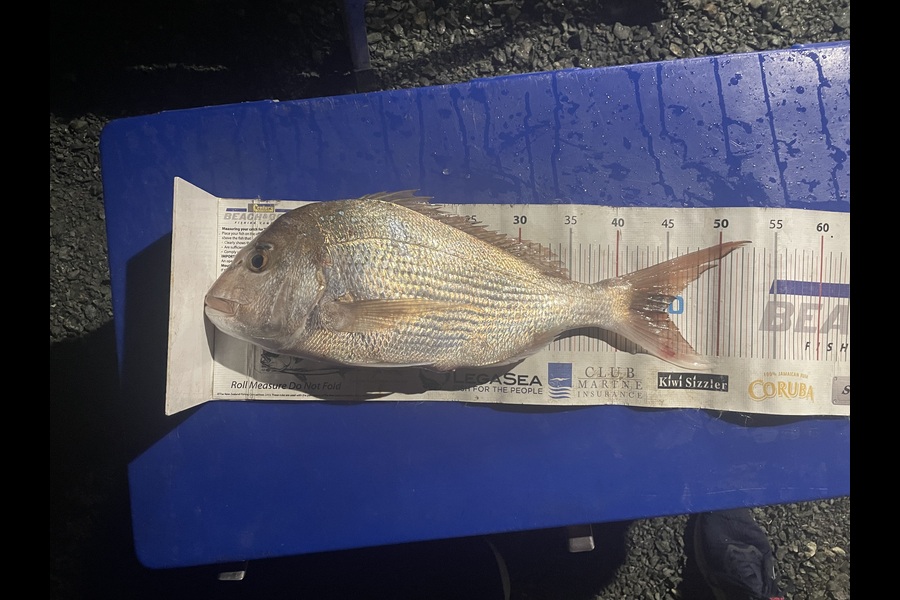 Matt Harrison caught this 44.5cm Snapper at Northland during The Export NZ Fishing Competition