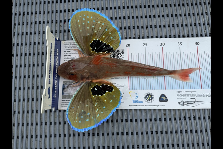 Stephen Attwood caught this 36.5cm Gurnard at Northland during The Export NZ Fishing Competition