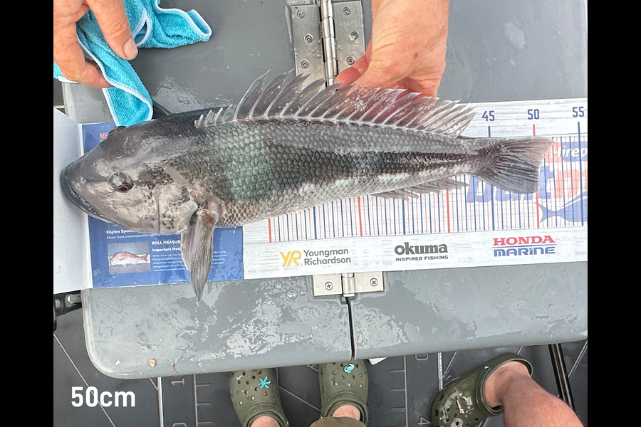 Jason Anderson caught this 50.0cm Blue Cod at Nelson/Marlborough during The Export NZ Fishing Competition