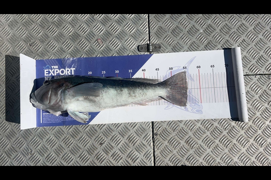 Ryan  Dick caught this 55.5cm Blue Cod at Canterbury during The Export NZ Fishing Competition