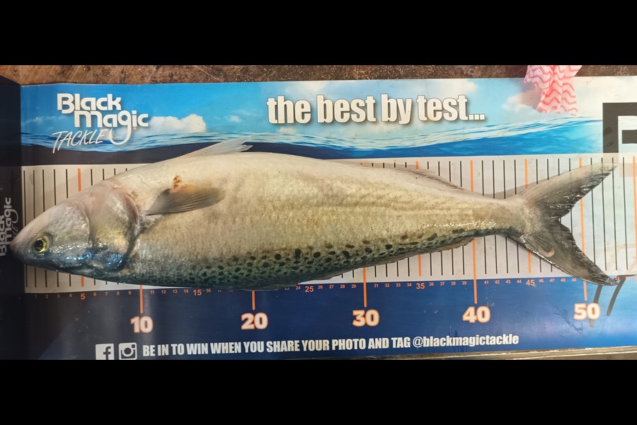 Colin Kerr caught this 47.5cm Kahawai at East Cape during The Export NZ Fishing Competition