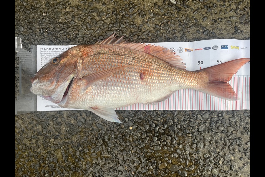 Rhys Holding caught this 56.5cm Snapper at Coromandel during The Export NZ Fishing Competition