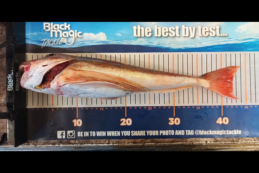 Colin Kerr caught this 42.0cm Gurnard at Bay of Plenty during The Export NZ Fishing Competition
