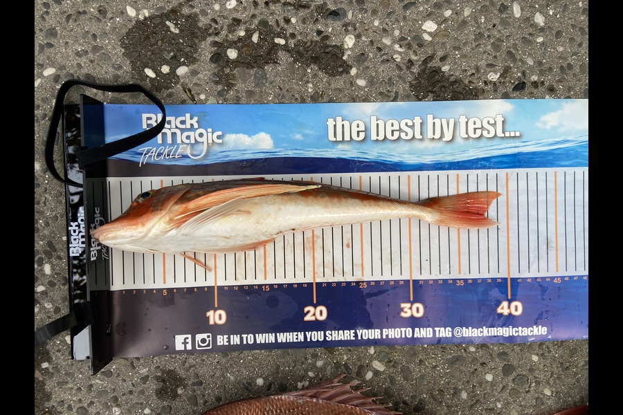 Dominic Powell caught this 37.5cm Gurnard at Auckland during The Export NZ Fishing Competition