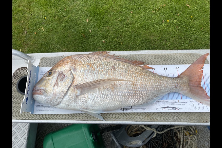 Troy  George  caught this 68.5cm Snapper at Taranaki during The Export NZ Fishing Competition