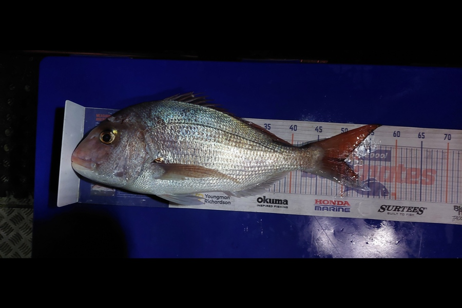 Barry  Howard caught this 50.0cm Snapper at Auckland during The Export NZ Fishing Competition