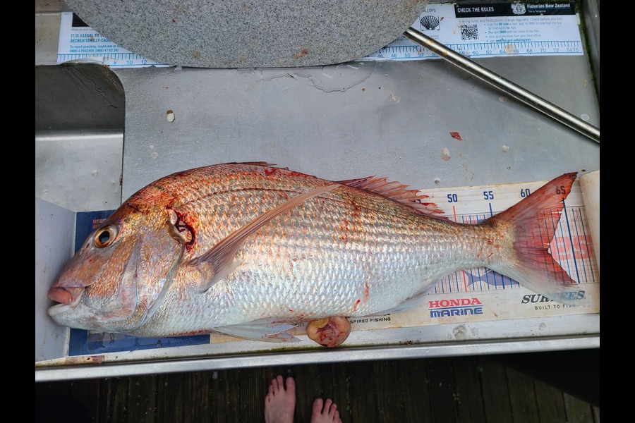 Jordan Boyd caught this 61.5cm Snapper at Wellington during The Export NZ Fishing Competition