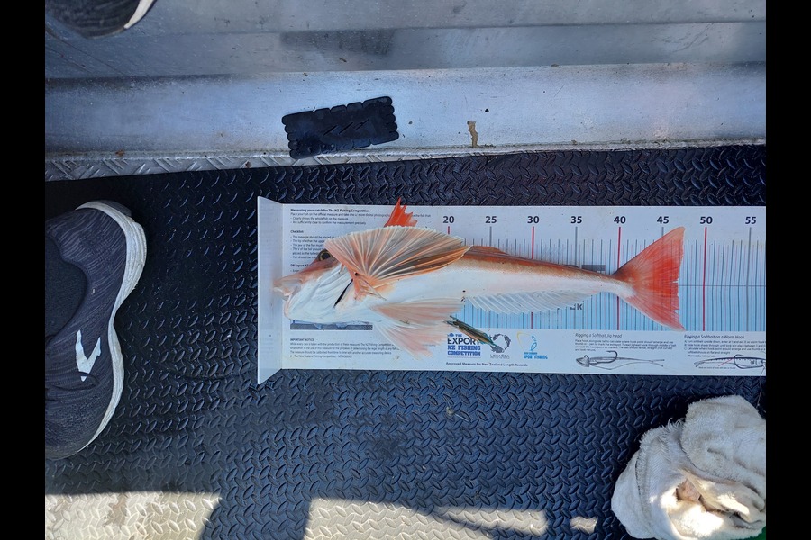 Vanessa  Conwell caught this 46.5cm Gurnard at Nelson/Marlborough during The Export NZ Fishing Competition