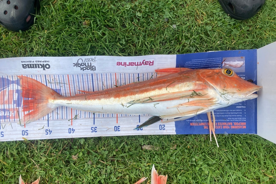 David Monagan caught this 50.0cm Gurnard at Hawkes Bay during The Export NZ Fishing Competition