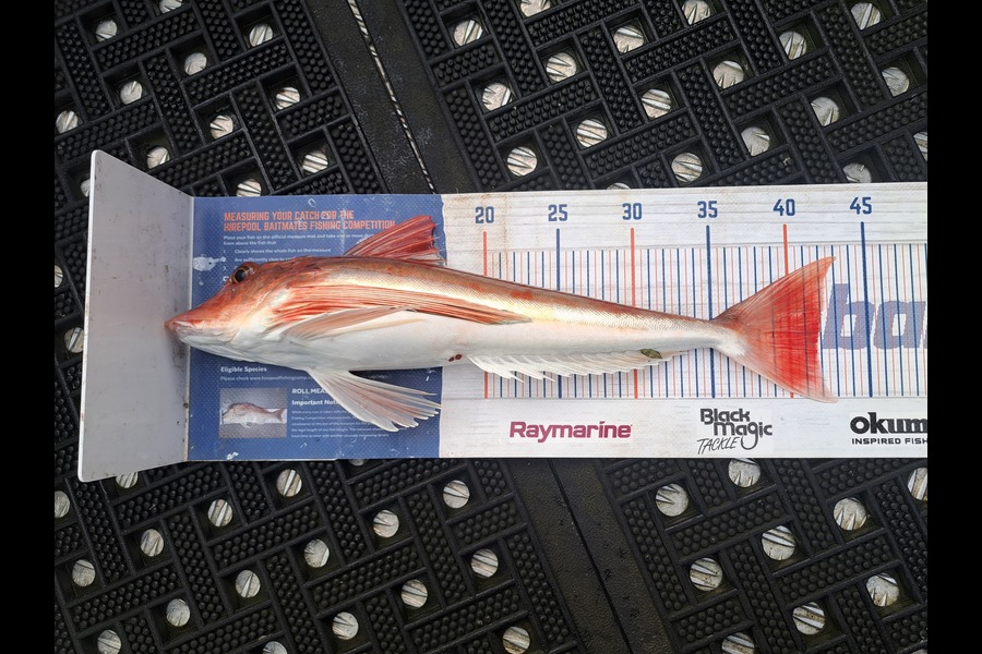 Harry Kovacs caught this 41.5cm Gurnard at Wellington during The Export NZ Fishing Competition