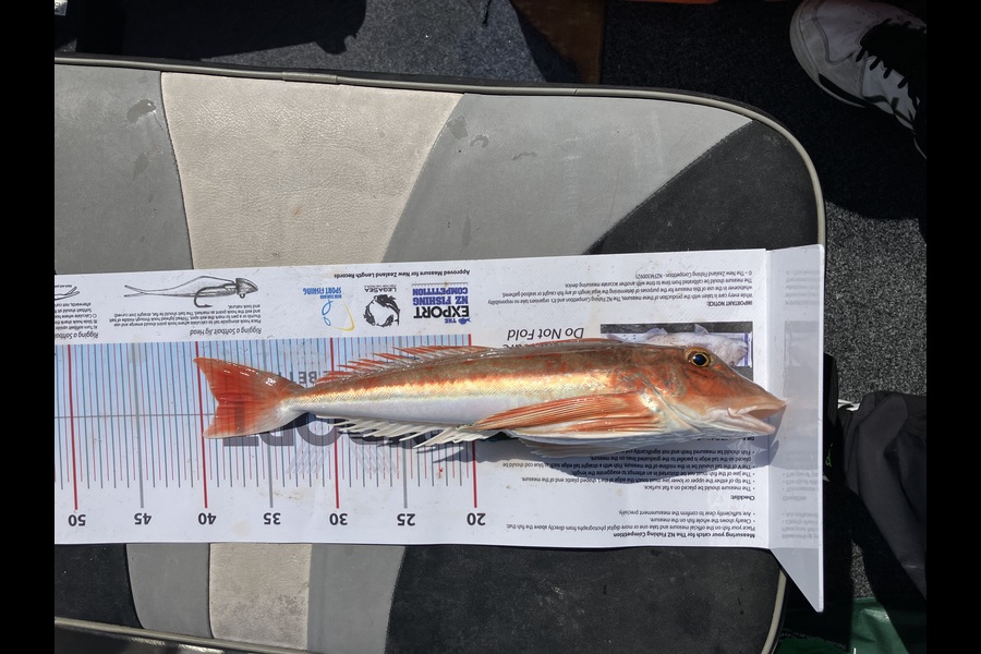 Mark  Armistead caught this 38.5cm Gurnard at Bay of Plenty during The Export NZ Fishing Competition