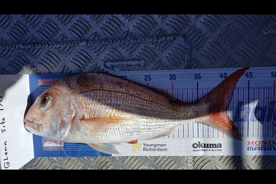 Glenn Lucas caught this 40.5cm Snapper at Auckland during The Export NZ Fishing Competition
